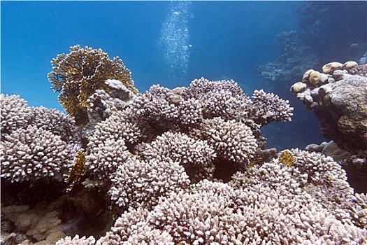 珊瑚礁,硬珊瑚,热带,海洋,水下