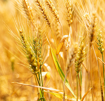 金黄的小麦在麦地里