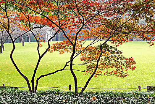 秋天的枫树叶与草坪