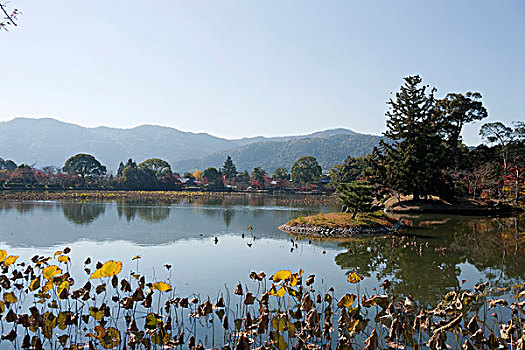 水塘,庙宇,京都,日本