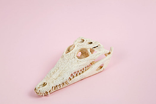 粉色,鳄鱼,头骨