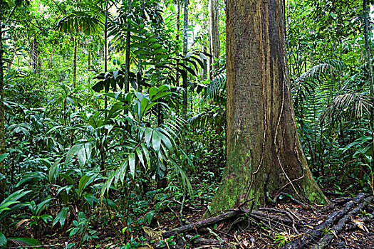 低地,雨林,哥斯达黎加,中美洲