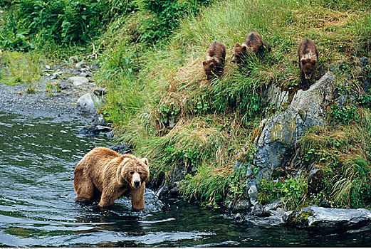阿拉斯加棕熊,家族,科迪亚克熊,国家野生动植物保护区,阿拉斯加,美国