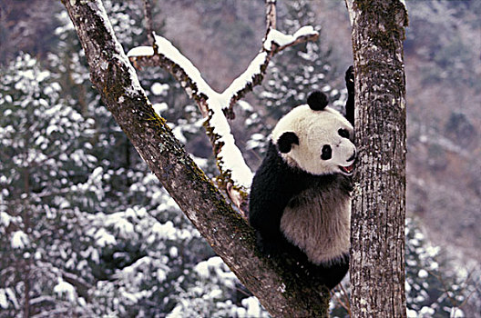 熊猫,幼兽,玩,冬天,卧龙,四川,中国