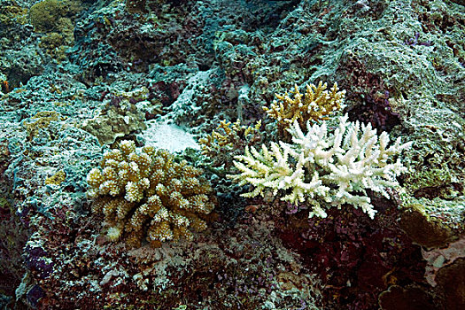 珊瑚,漂白,结果,全球,气候,改变,温暖,马尔代夫,印度洋,亚洲