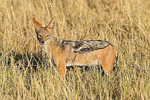 黑背狐狼,黑背豺,站立,高,草,埃托沙国家公园,纳米比亚,非洲