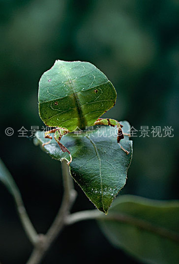 叶子,昆虫,保护色,防护,爪哇_高清图片_全景视觉
