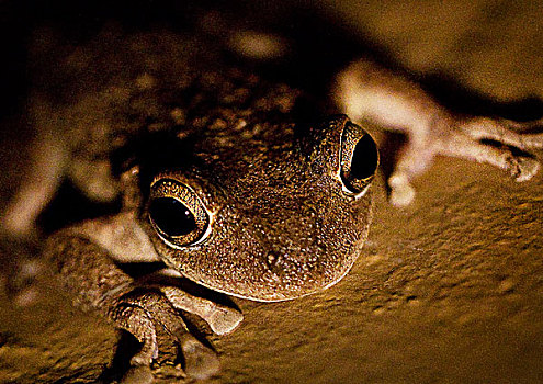 青蛙,夜晚,特写,俯拍