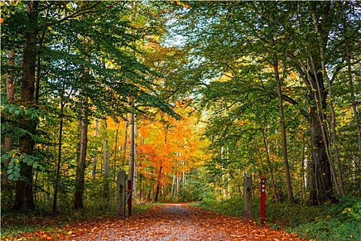 自然,小路,丹麦,树林,秋天