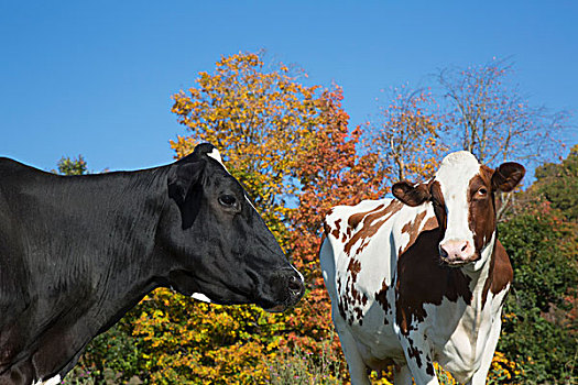 黑白花牛,乳业,母牛,秋天,草场,塞勒姆,纽约,美国