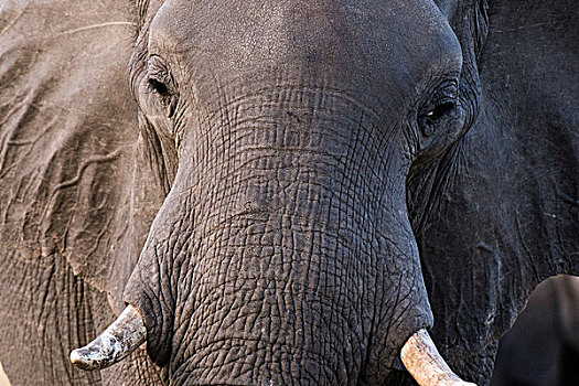 特写,头像,大象,非洲象,奥卡万戈三角洲,博茨瓦纳