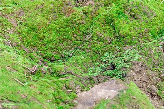 绿色,苔藓,植物,地上