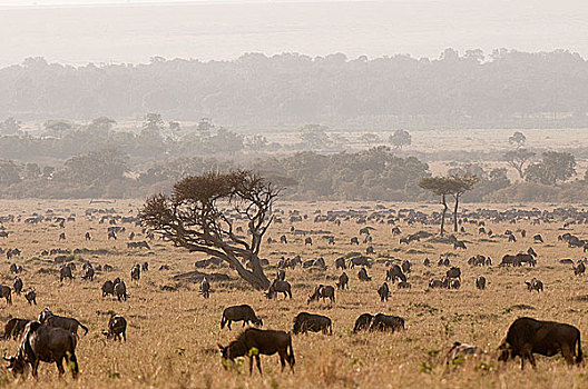 非洲,肯尼亚,马赛马拉,角马,大草原