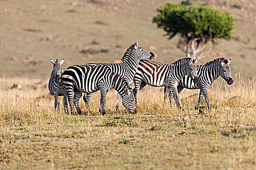 平原斑马,斑马,马,马赛马拉,肯尼亚,非洲