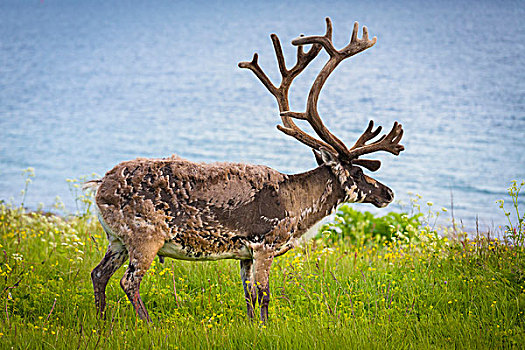 驯鹿,站立,湖,特罗姆瑟,挪威