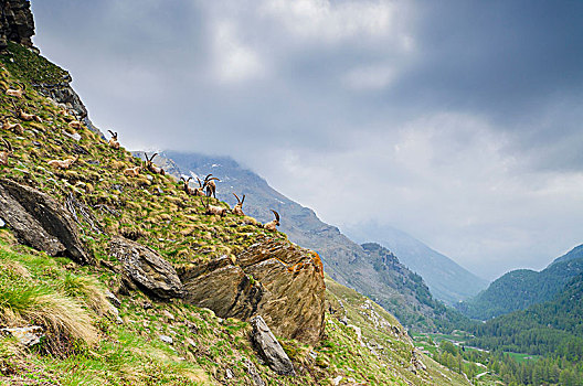 牧群,野生山羊,大帕拉迪索国家公园,阿尔卑斯山,省,都灵,意大利阿尔卑斯山,意大利