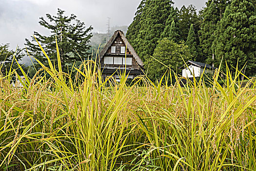 历史,乡村,五箇山,岐阜,日本