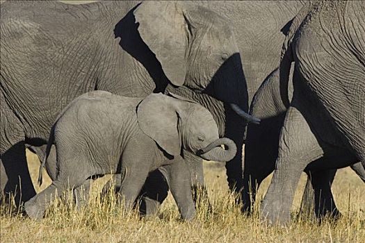 非洲象,幼兽,马赛马拉,肯尼亚