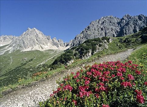 小路,高山,玫瑰,阿尔卑斯山,奥地利,欧洲