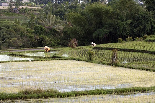 工人,稻田,巴厘岛