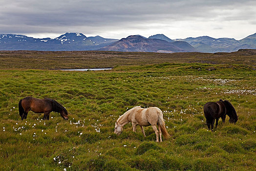 冰岛马,马,绿色,风景,斯奈山半岛,西部,冰岛,欧洲
