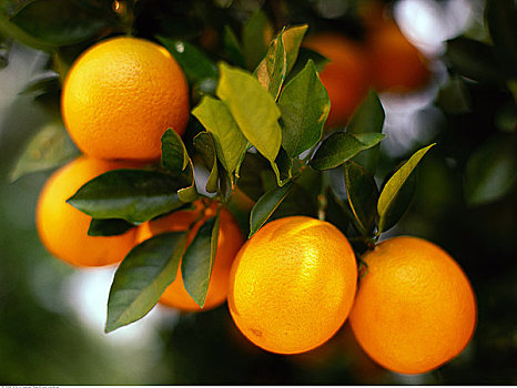 橘子,枝头