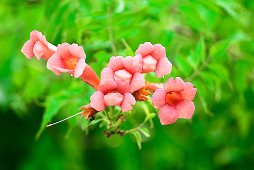 凌霄花儿开