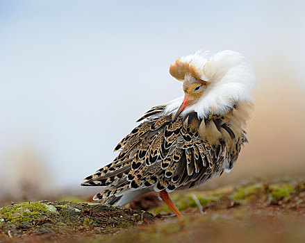 毛领鸽,流苏鹬,婚羽,挪威,欧洲