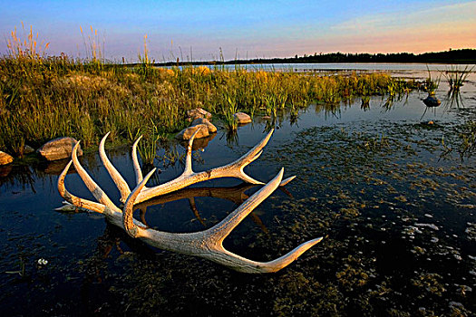 放入,水,湖,麋鹿,岛屿,国家公园,艾伯塔省,加拿大