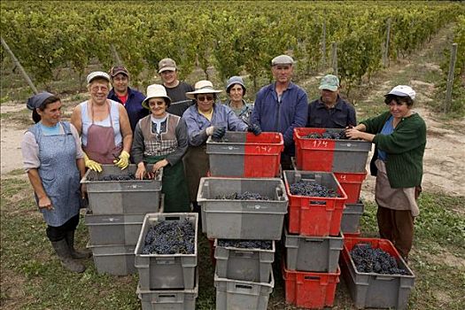 工人,收获,葡萄,葡萄酒厂,葡萄牙,欧洲