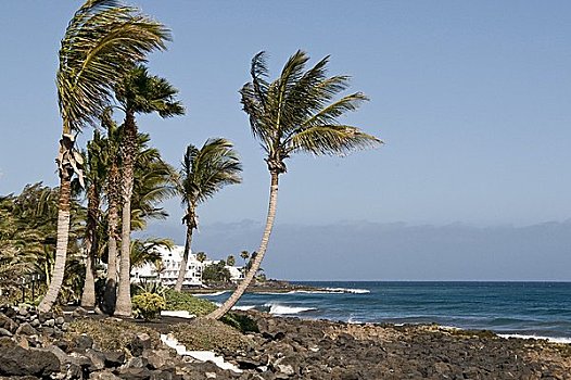 棕榈树,海岸,波多黎各,卡门,兰索罗特岛,西班牙