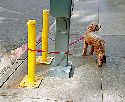 狗,系,两个,黄色,柱子,红色,拴狗绳,新,约克,美国