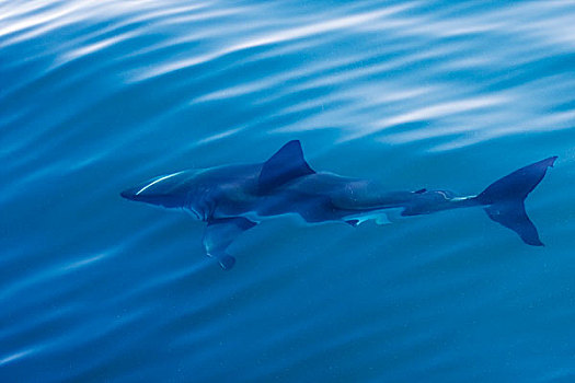 大白鲨,沙鲨属,游泳,海豹岛,福尔斯湾,南非