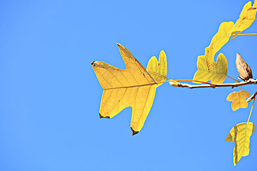 马褂树,秋叶,蓝天
