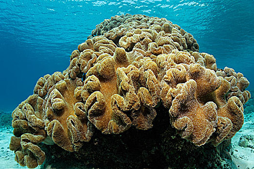 生物群,伞菌,蘑菇,皮革,珊瑚,软珊瑚,大堡礁,世界遗产,昆士兰,澳大利亚,太平洋