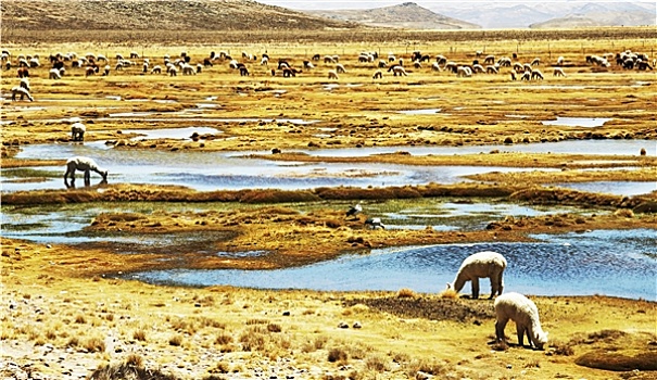 羊驼,田园,秘鲁