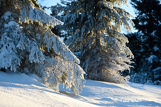 冬季风景,巴伐利亚森林,巴伐利亚,德国,欧洲