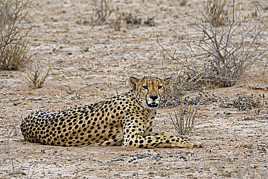 印度豹,猎豹,休息,雄性,警惕,卡拉哈迪大羚羊国家公园,北开普,南非,非洲