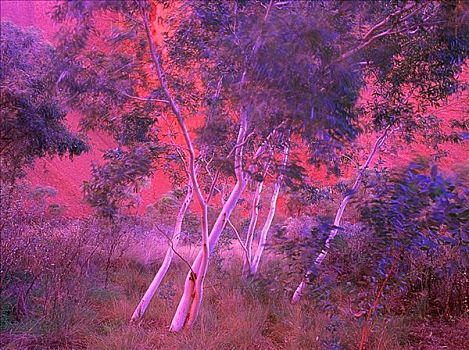 橡胶树,风,乌卢鲁国家公园,北领地州,澳大利亚
