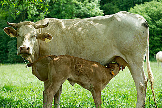母牛,哺乳,幼兽