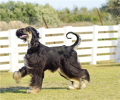 阿富汗猎犬