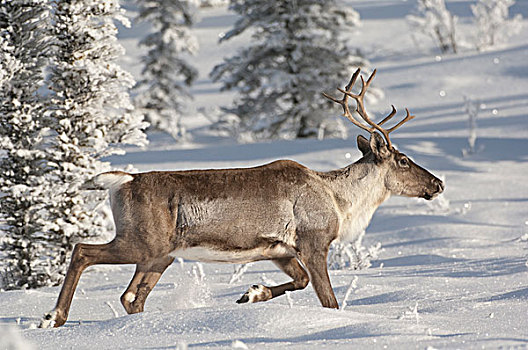 北美驯鹿,驯鹿属,雪中,阿拉斯加