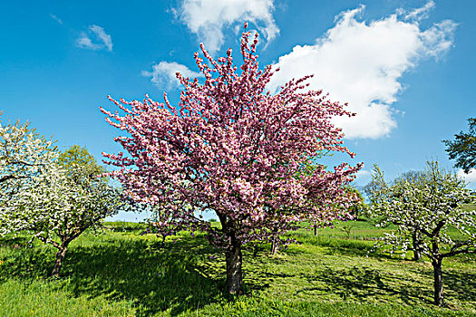 花,果树,春天,泰特纳昂,康士坦茨湖,区域,巴登符腾堡,德国,欧洲