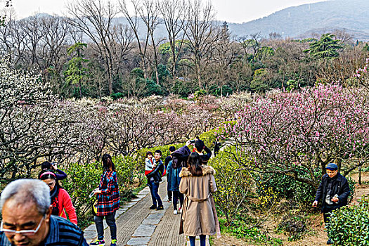 南京梅花山梅花节