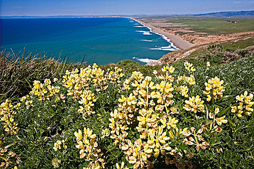 景色,海岸线,黄色,野花,雷斯岬,国家海岸,加利福尼亚,美国