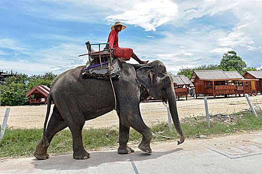 男人,骑,大象,芭提雅,泰国,亚洲