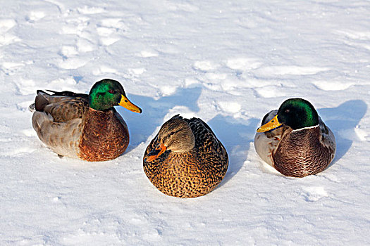 野鸭,绿头鸭,冬天,两个,公鸭,一个,女人,坐,雪中