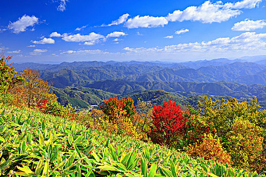 山,秋叶