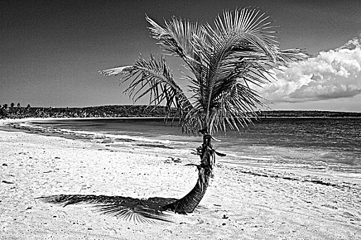 加勒比,波多黎各,一个,椰树,红色,海滩,画廊