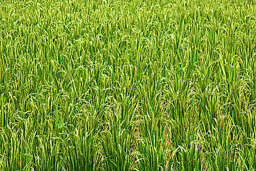 稻米,植物,稻米梯田,稻田,巴厘岛,印度尼西亚